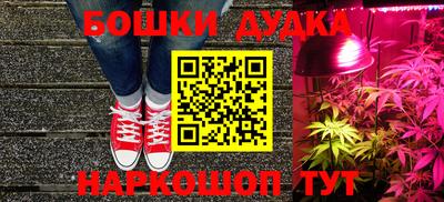 сатива Новозыбков